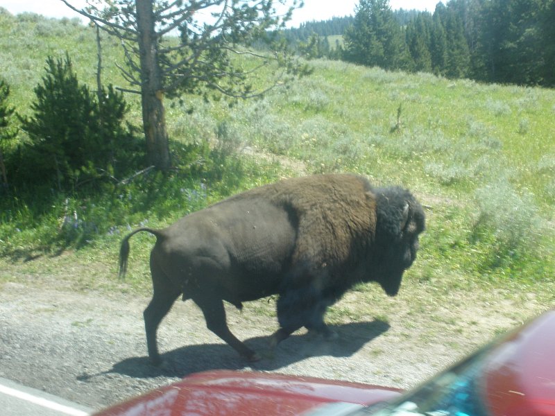 Trip (134).JPG - A buffalo walks along the road in Yellowstone National Park